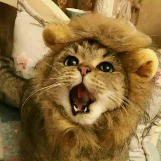 кот, лев, лев кот, котик лев, суровый кот