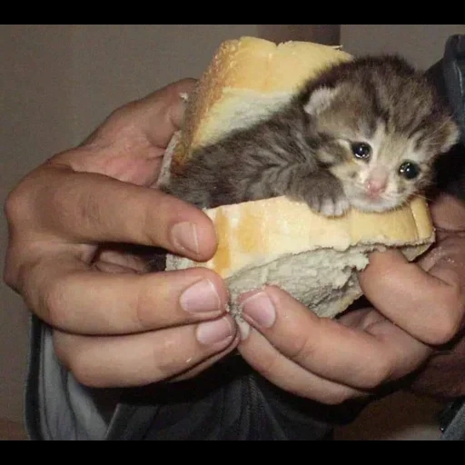 котейка, котики смешные, животные смешные, бутерброд котенком, котенок ест бутерброд