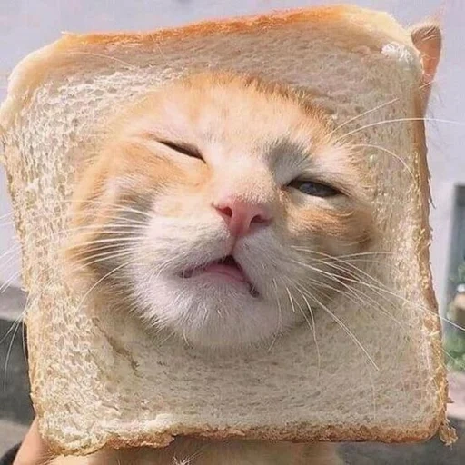 кот, кот хлеб, коты хлебе, кот смешной, мемы кот бутерброд