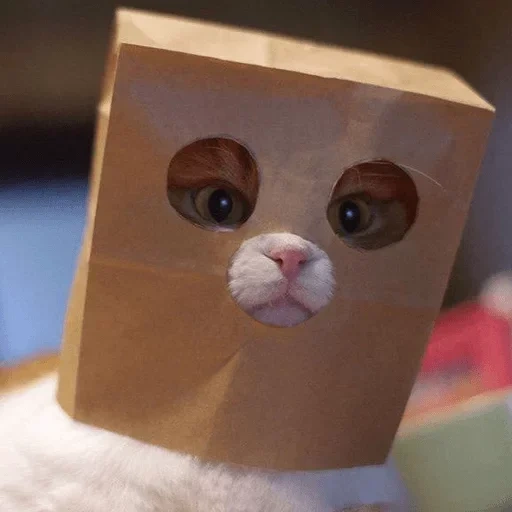 кот, кошка, кот бумажном пакете, милые котики смешные, котик пакетом голове