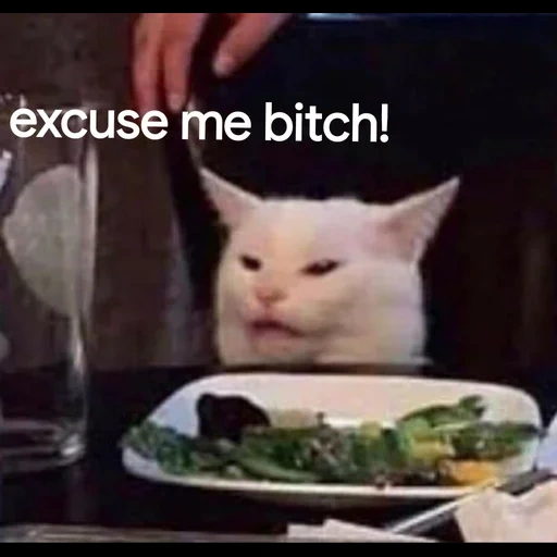 кот, кот мем, кот ресторане мем, белый кот за столом, мем котом за столом