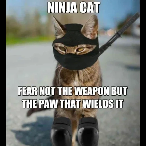 кот ниндзя, кошка ниндзя, кот ниндзя мем, намордник кошек, samurai pizza cats