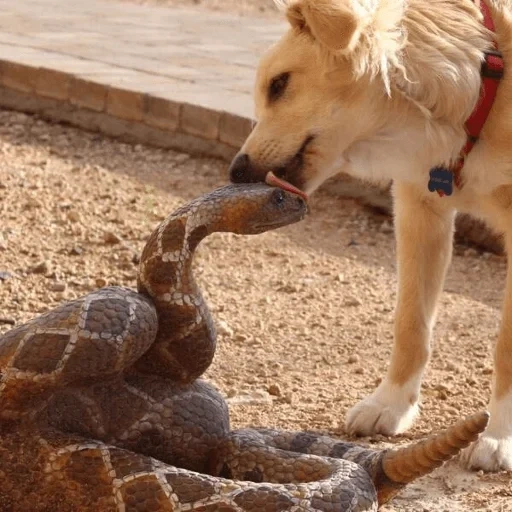 змея, животные веселые, забавные животные, животные домашние, собака целует змею