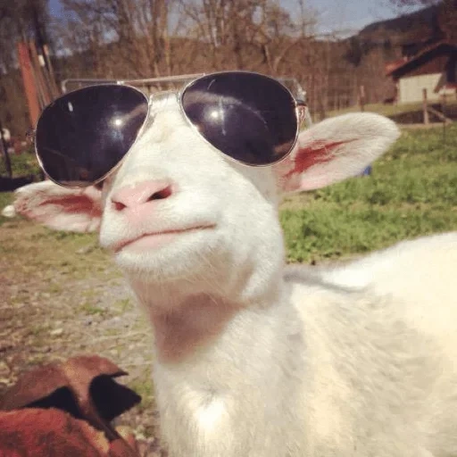 твиттер, the goat, gambar lucu, смешная коза, smile through pain meme