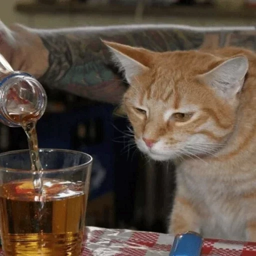 кот, кот водкой, пьющий кот, пьяный кот, кот алкоголик