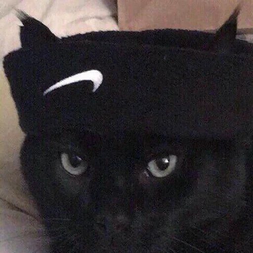 black cat, черный кот, кот адидасе, черный котик, кошка черная