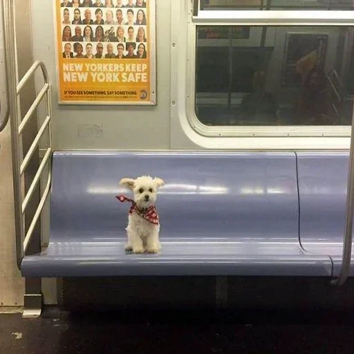 песик, собака поезде, в вагоне метро, пассажиры метро, мем собака поезд