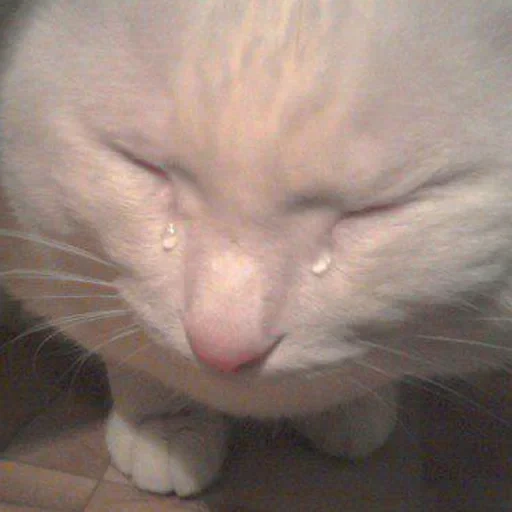 кот плачет, кот слезами, плачущие коты, кот плачет мем, плачущий кот мем