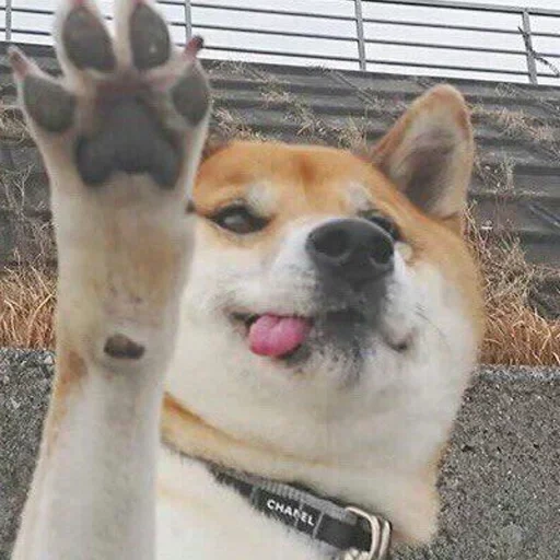 шиба ину, shiba inu, акита шиба ину, сиба ину милые