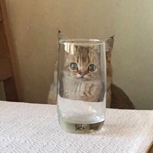 кот, кот штош, кот стакане, кот молоке мем, кот мордой стакане