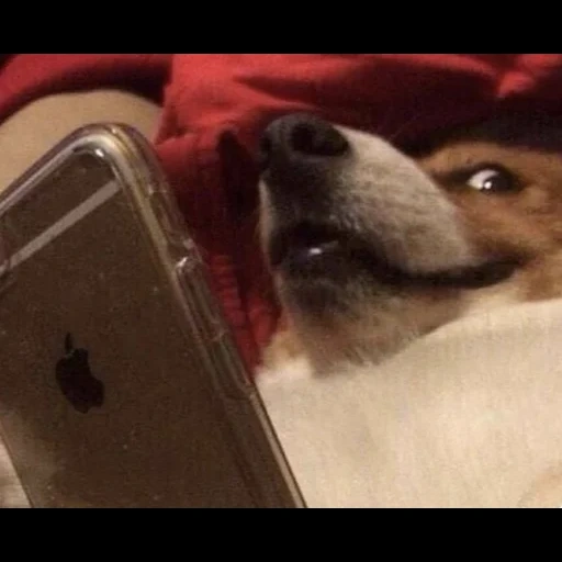 dog, such, gracioso, ifunny скриншоты, when you're on the phone your customers will hear that