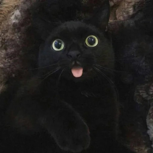black cat, black cat, black cat, black cat shows the tongue