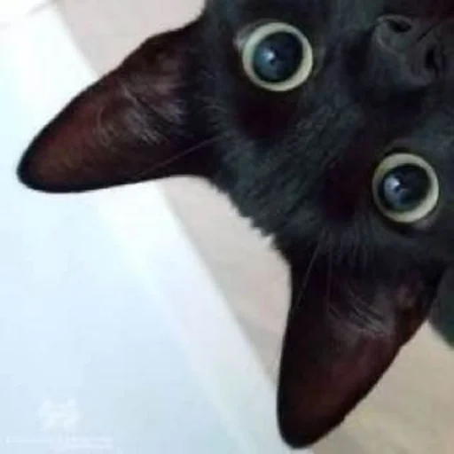 cat, black cat, black cat, the cat is black, black kitten