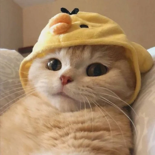 cat, cats, cute cats, sally weibo cat, a cat's catfish is a duck