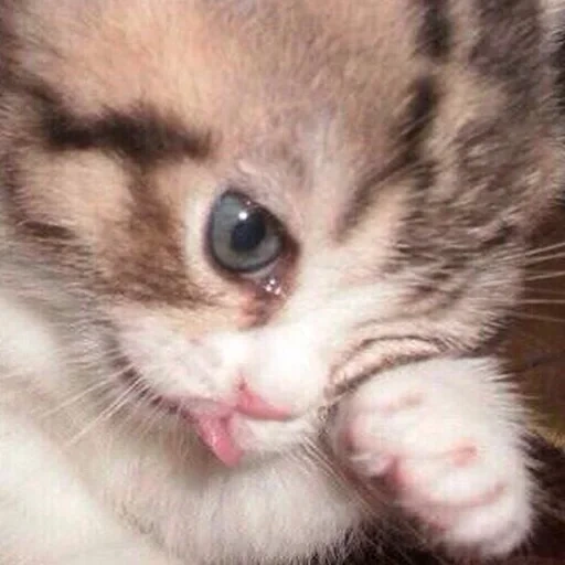 cat, cat, crying cat, the cat cries the meme, charming kittens