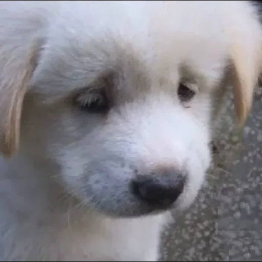 cachorro de cachorro, os animais são fofos, marema dog, pastor branco marema, maremmo-abrutsky shepherd