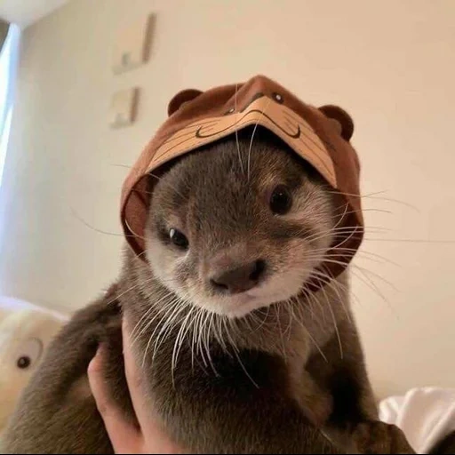 otter, the otter is cute, lovely otter, cubs are bargaining, the animal is otter