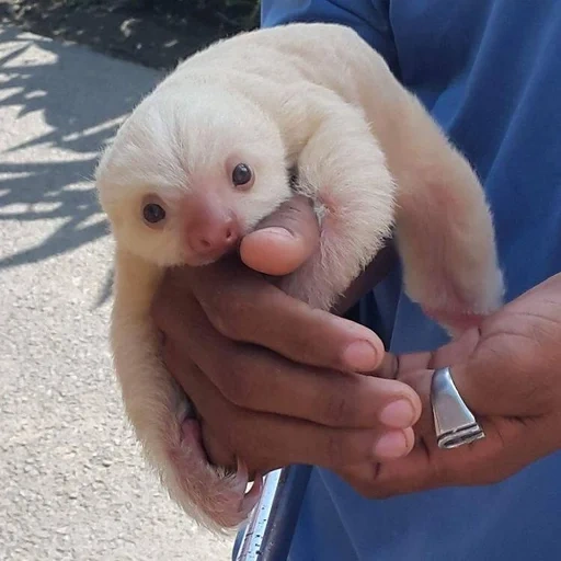 pigrizia, caro pigro, piccolo pigro, cub di animali, cuccioli di animali carini