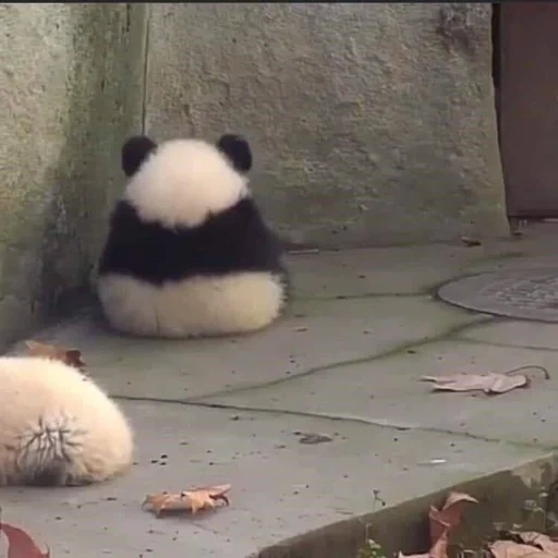 panda, pandochka, gracioso, panda panda, kein gespräch i angy meme