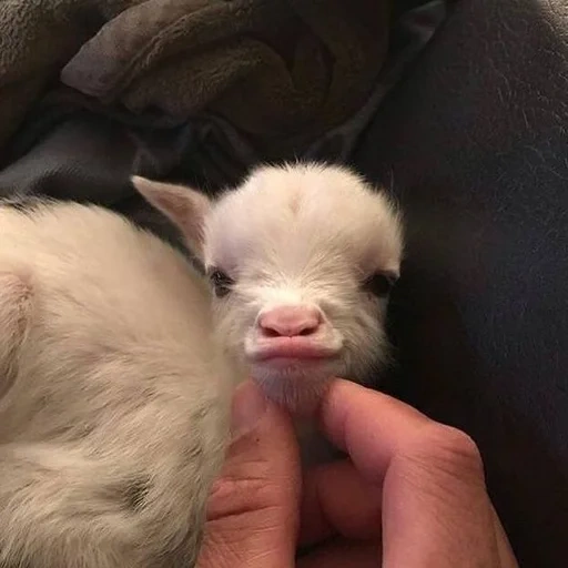 kid, lovely goat, the animals are cute, the most cute goat, the newborn goat stretches the neck