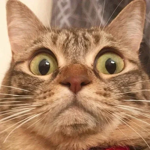 gato, choque de gato, gato incrível, um gato surpreso, o gato com olhos protuberantes