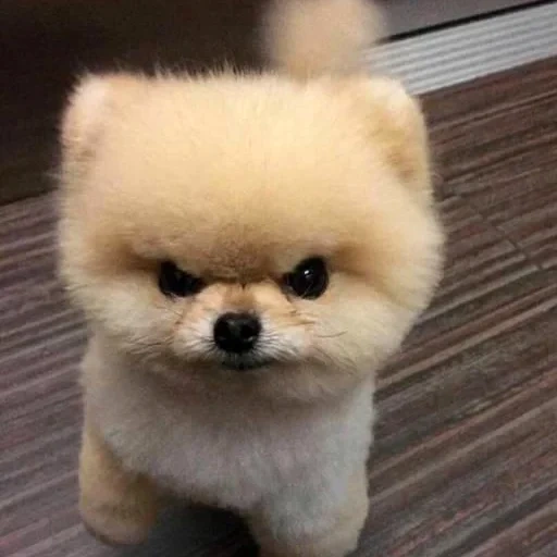 angry spitz, pomeranian spitz, evil pomeranian spitz, pomeranian spitz puppy, pomeranian spitz cut