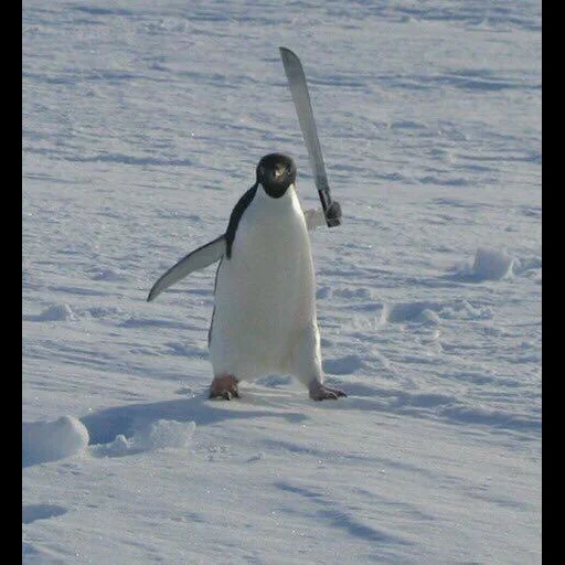 fight penguin, pingouin avec un couteau, pingouin tueur, combat de combat, penguin bat l'armure