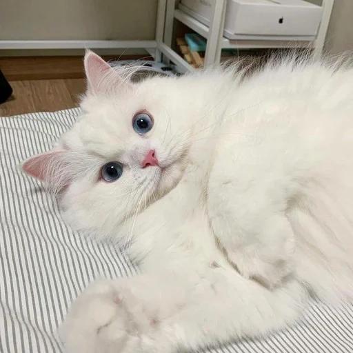 kucing, kucing, kucing, kucing putih, kucing putih lembut