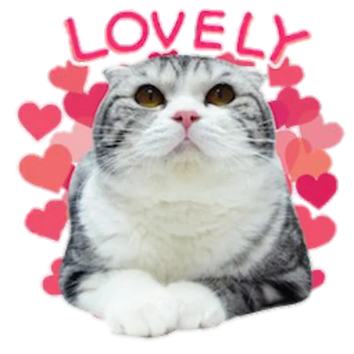 cat, cat maru, scottish fold, the animals are cute, scottish cat