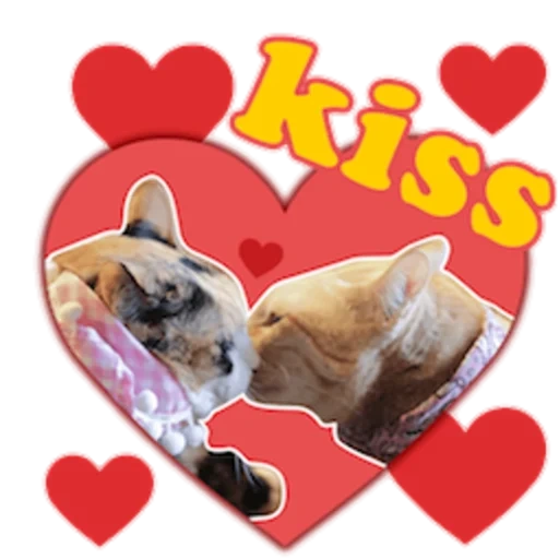 cat, cute cats, cute animals, home cat, the cats kiss