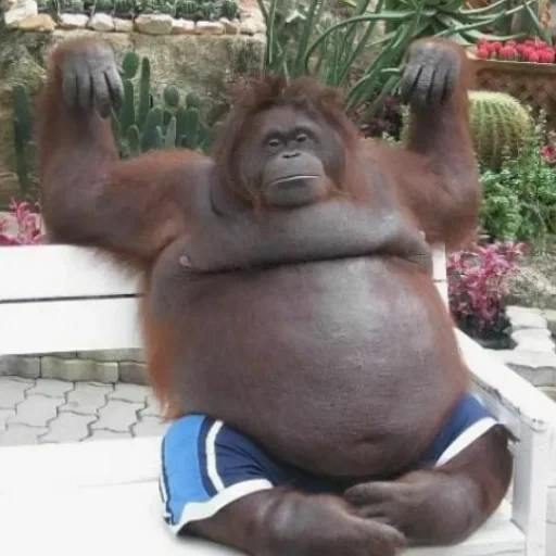 паттайя, паттайя тайланд, жирная обезьяна, обезьяна толстая, обезьяна большая