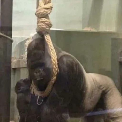 армения, golira мем, друзья, горилла в цирке, горилла гродд в зоопарке