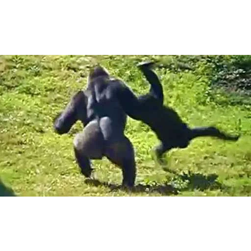 самец гориллы, горилла обезьяна, горилла, огромная горилла бежит, compilation