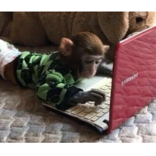 обезьяна с ноутбуком, домашние обезьянки, обезьяна домашняя, обезьяна с компьютером, обезьянки