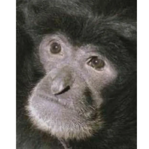 сиаманг сростнопалый, обезьяна, макар обезьяна, макака обезьяна, портрет обезьяны