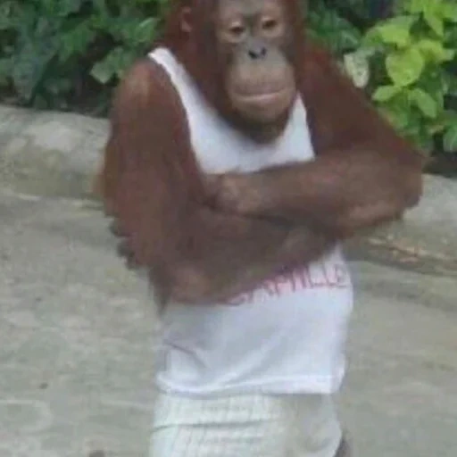 orangutan, туземец, shitpost, gonna, обезьяна