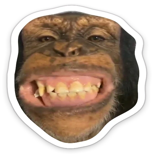 mono, chimpancé, mono alegre, animales ridículos, monkey chimpancé