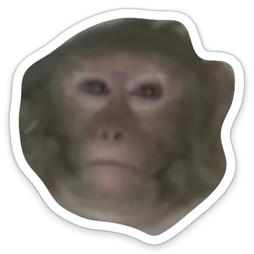 a monkey, ospop monkeys, muzzle monkey, monkey makaku, homemade monkeys