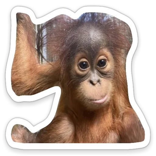 mono, mono meng, mono alegre, mono de belleza, orangután bebé