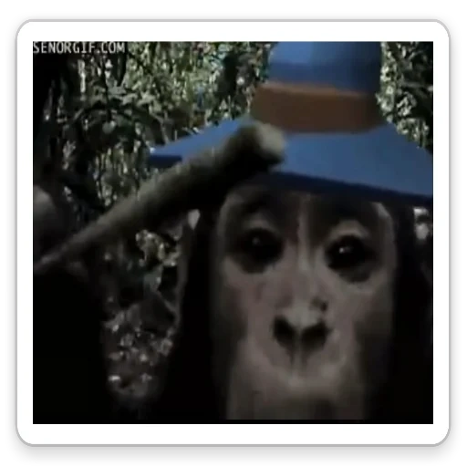 bambino, una scimmia, scimmia davanti alla fotocamera, 101 effetto scimmia di centesima scimmia, aliens-chudovitsia cartoon 1991