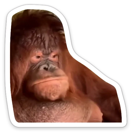 gorille, face goril, orangan kusashi, orang-outan de singe, singe orangutang