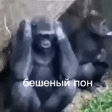 горилла, обезьяна зигует, горилла обезьяна, маленькая горилла, горилла напала человека