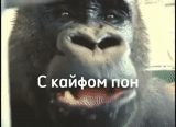 горилла, лицо гориллы, горилла смешная, oliver eats an apple, ура ура тимофей горилла