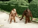 os outros dois, masculino, ilha do macaco, viacheslav kuznetsov, orangotango macaco