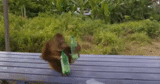 orangutan, orso divertente, animali divertenti, testamento biologico 2011