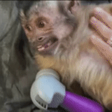 mono, un mono, capucina de mono, animales divertidos, mono sin dientes