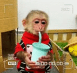monkey, two monkeys, monkey beibei, family monkey, domestic monkey