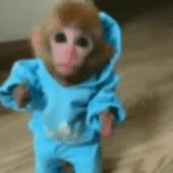 monkey, little monkey, beautiful monkey, domestic monkey, pet monkey clothes