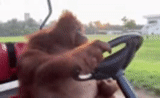 baymak, atyrau, mono orangután, orangan en el autobús, orangután al volante