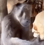 webm, la scimmia, video flash, la scimmia guarda lo scheletro, scimmia che guarda il model